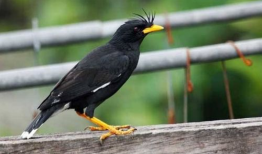 八哥爆料吃瓜视频,揭秘吃瓜视频背后的惊人真相